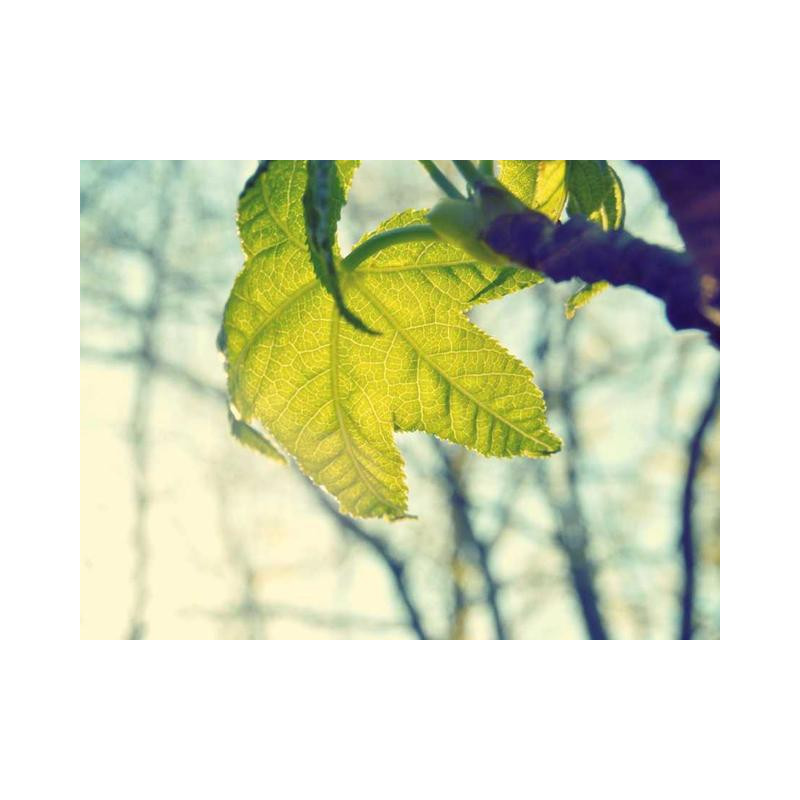 Gorgeous Steel Shirt fr-FR